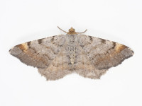 Tawny-barred Angle - 6th July 2026 - Longdendale, Torside - Christian Heintzen