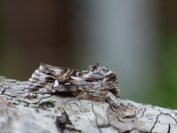 Toadflax Brocade - 25th May 2026 - Chellaston - Tony Davison