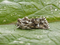 Toadflax Brocade - 31st May 2026 - trapped by Brian Hammal on 29th May 2026 - Findern