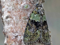 Tree Lichen Beauty - 27th July 2026 - Melbourne - Tony Davison