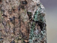 Tree Lichen Beauty - 27th July 2026 - Melbourne - Tony Davison