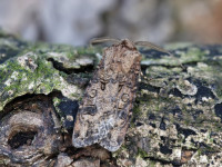 Turnip Moth - 7th September 2024 - Chaddesden - Martin Roome©