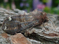 73.271 BF2163 - Broom Moth - 