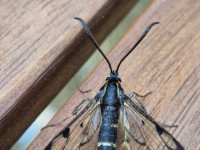 Welsh Clearwing - female - A first record for VC57 - 26th June 2026 - Old Glossop - Stuart Winter