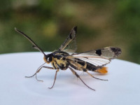 Welsh Clearwing - female - A first record for VC57 - 26th June 2026 - Old Glossop - Stuart Winter
