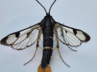 Welsh Clearwing - female - A first record for VC57 - 26th June 2026 - Old Glossop - Stuart Winter