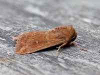White-point-_U8A7728-1