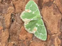 Blotched Emerald - 25th June 2026 - Kedleston Hall NT - Clive Ashton