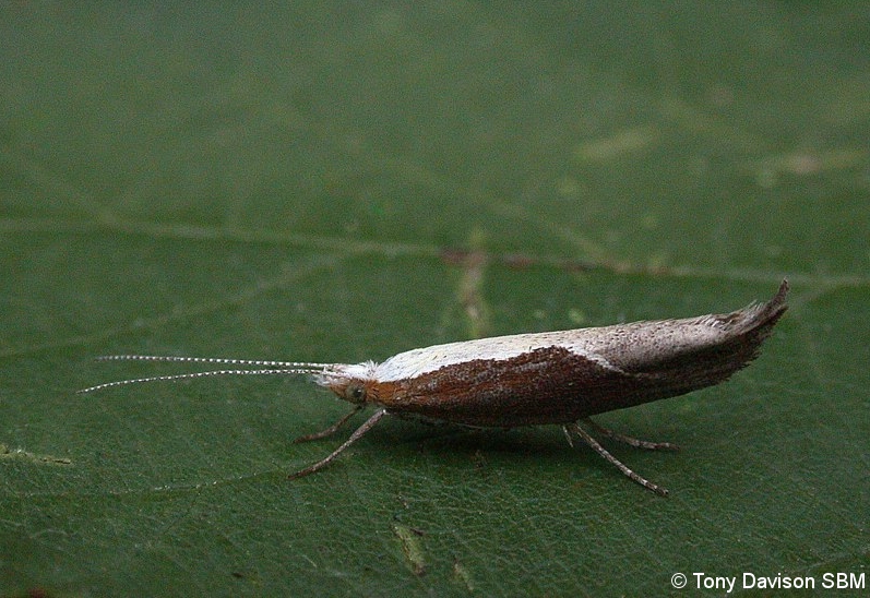 Ypsolopha dentella
