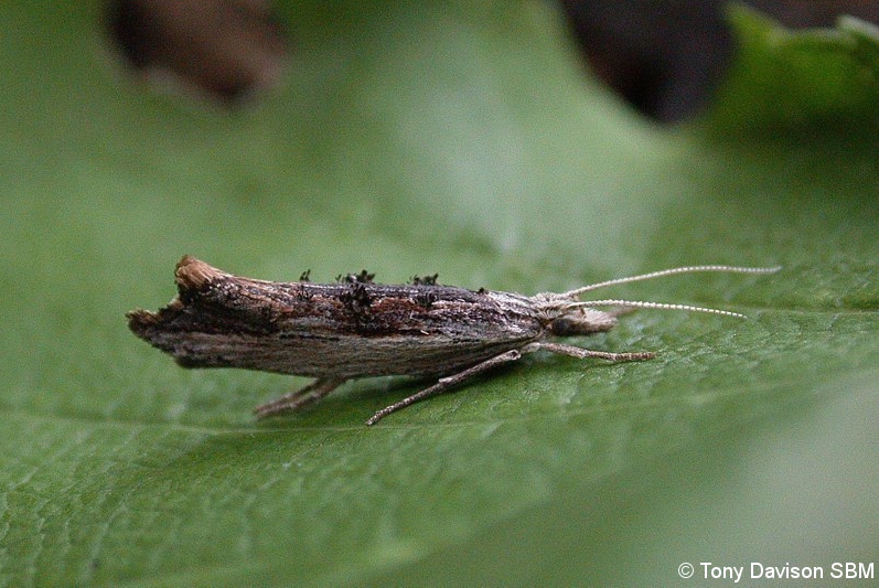 Ypsolopha scabrella