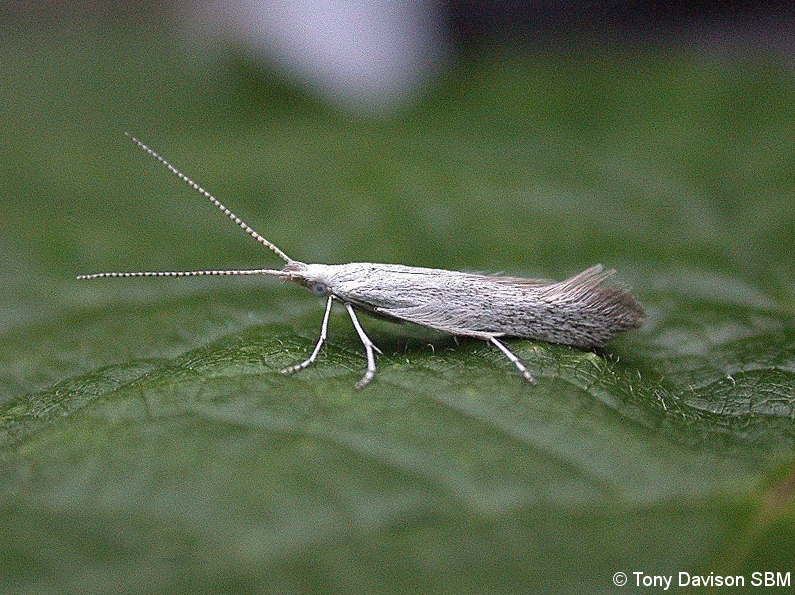 Coleophora anatipennella