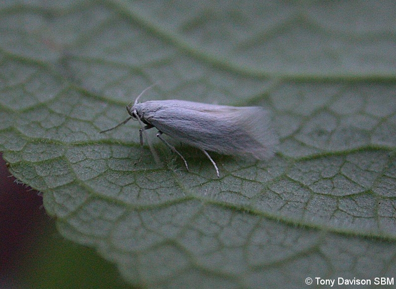 Elachista argentella