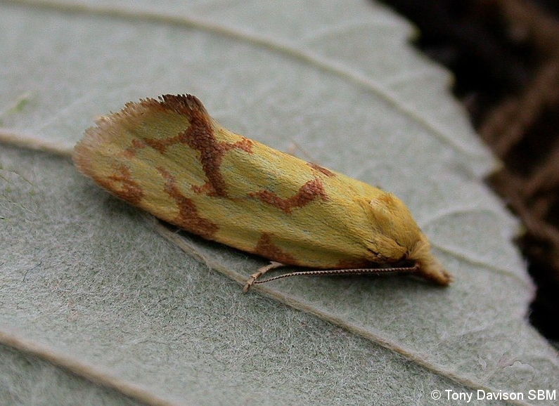 Agapeta hamana
