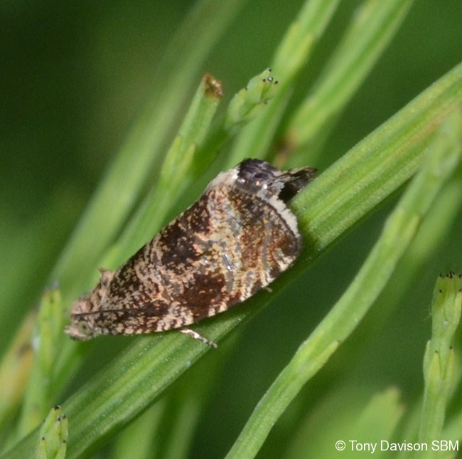 Celypha lacunana