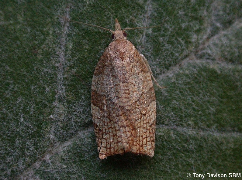 Pandemis corylana