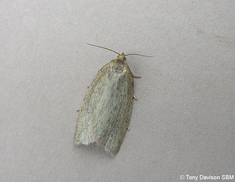 Zelotherses paleana