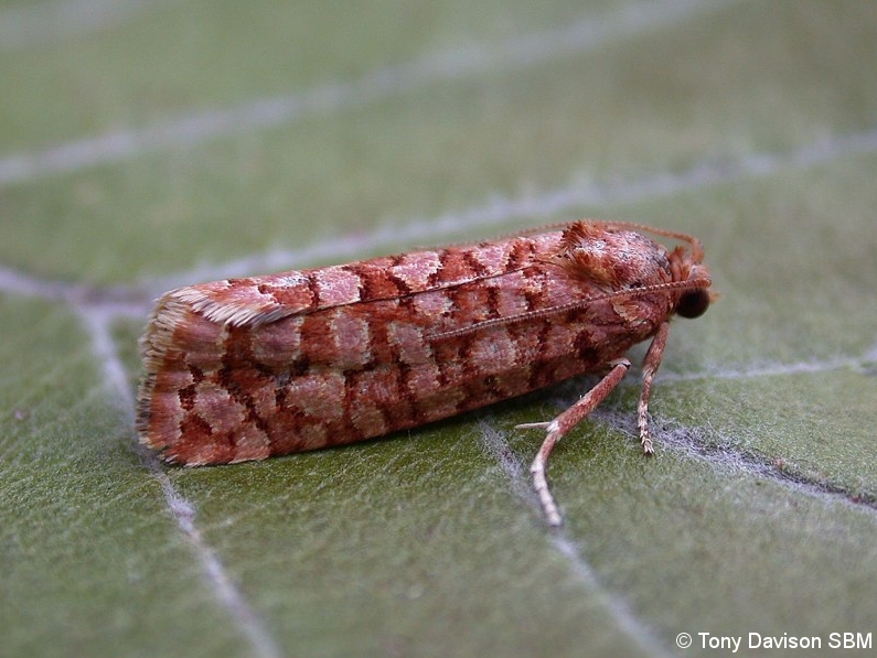 Lozotaeniodes formosana