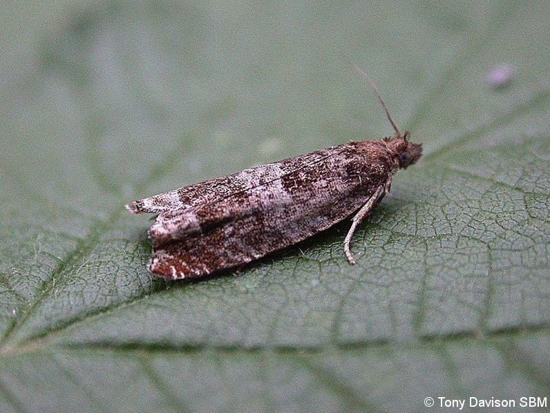 Ancylis achatana
