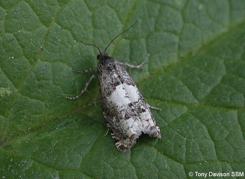 Epinotia demarniana