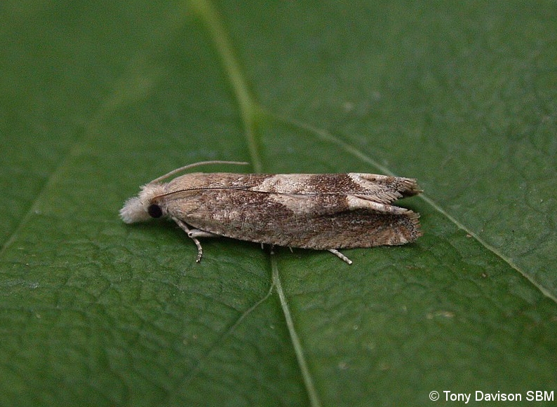 Eucosma conterminana