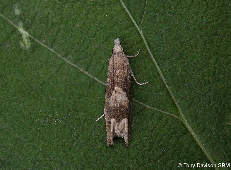 Eucosma conterminana