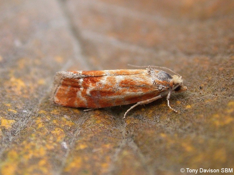 Rhyacionia buoliana