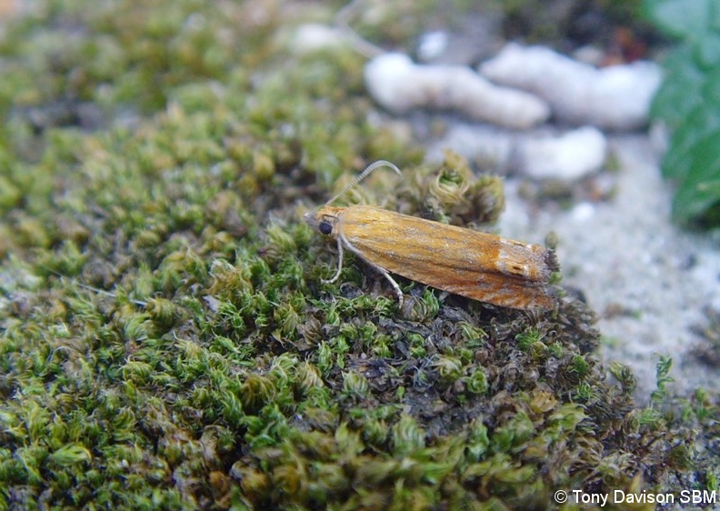 Lathronympha strigana