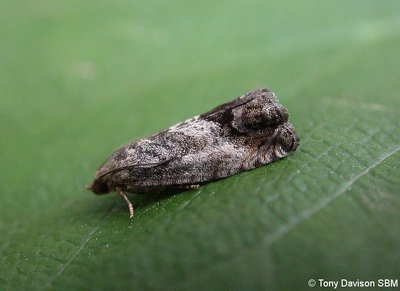 Cydia splendana