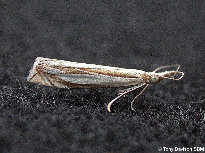 Crambus pascuella