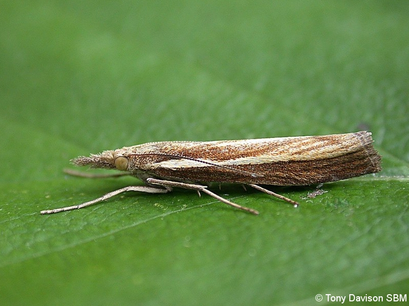 Agriphila tristella