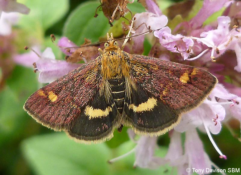 Pyrausta aurata