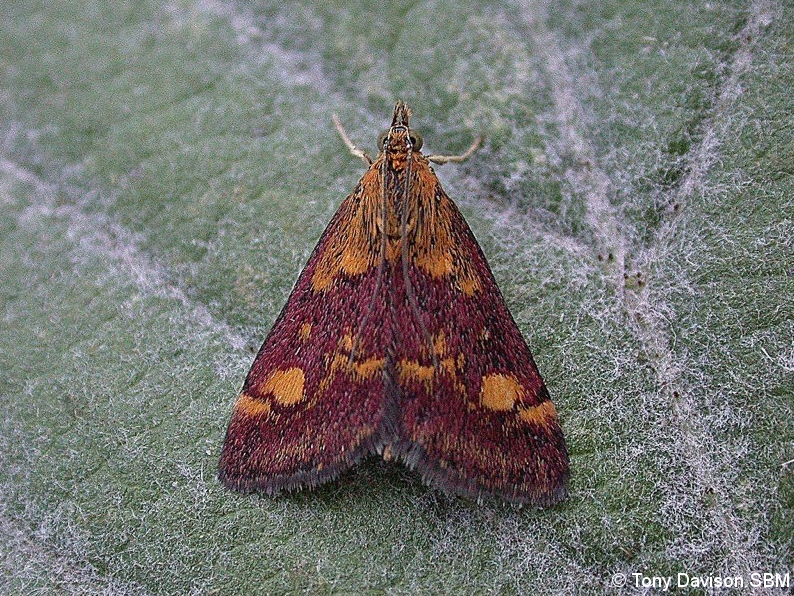 Pyrausta aurata