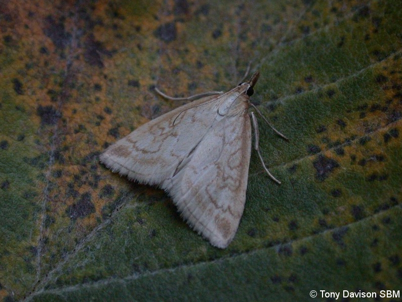 Udea lutealis