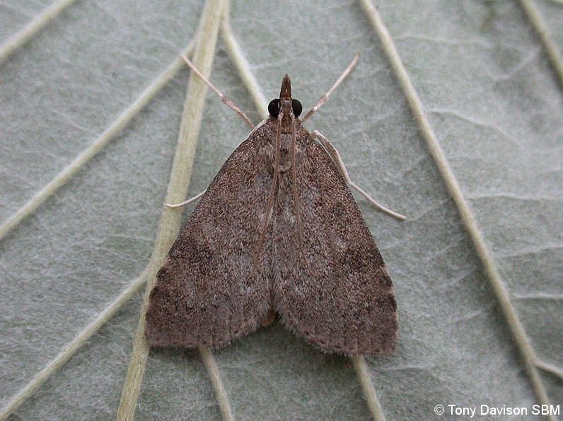Udea prunalis