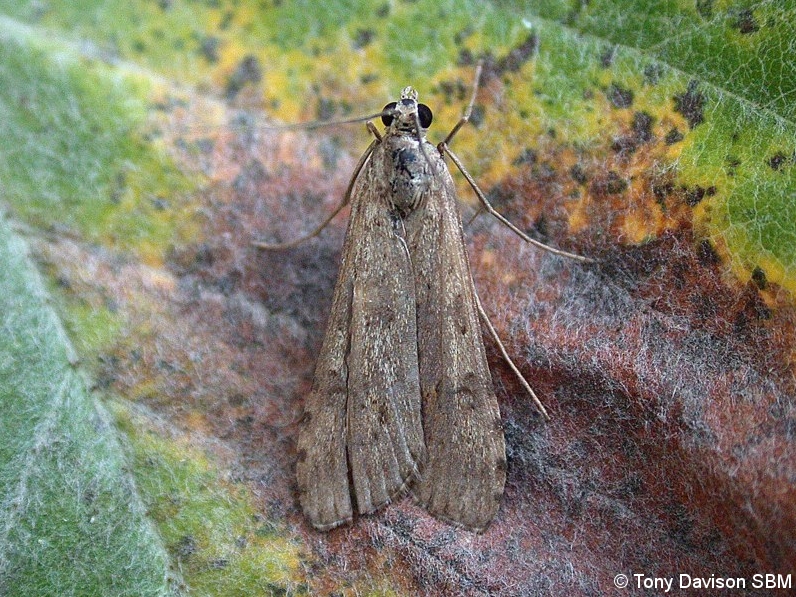 Nomophila noctuella