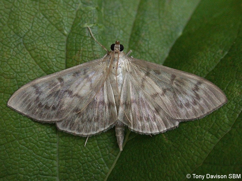 Patania ruralis