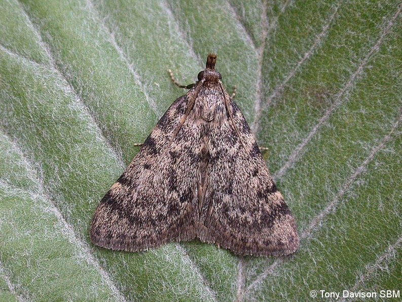 Aglossa pinguinalis