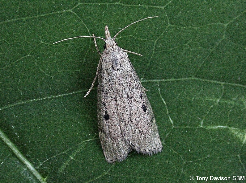 Aphomia sociella