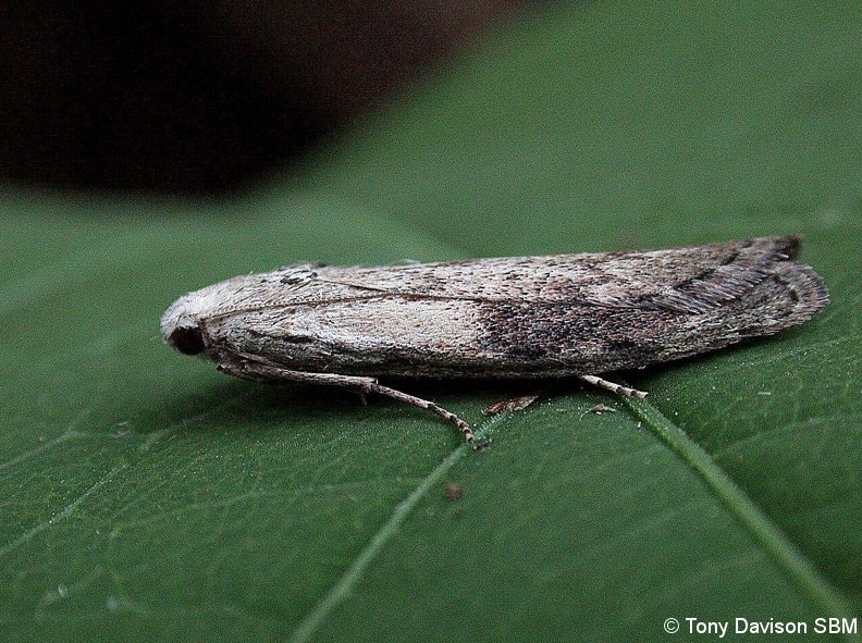 Aphomia sociella