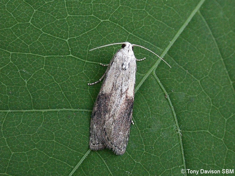 Aphomia sociella