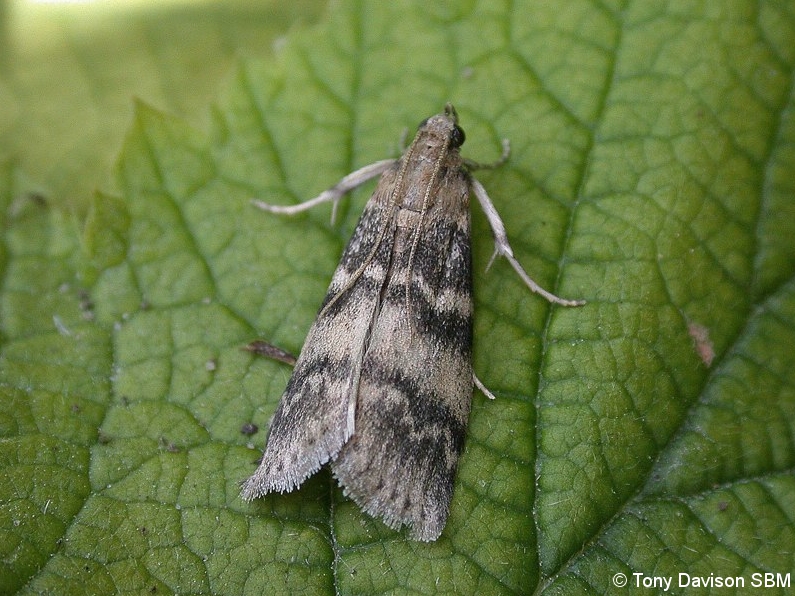Euzophera pinguis
