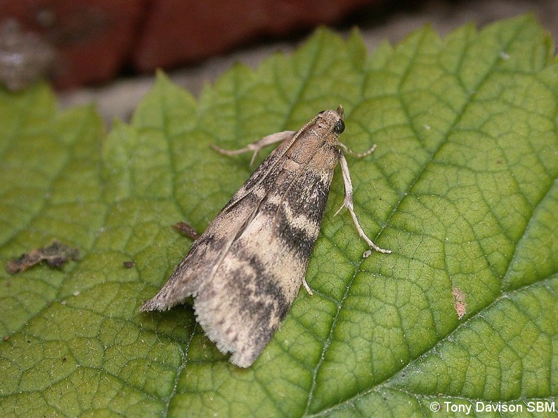 Euzophera pinguis