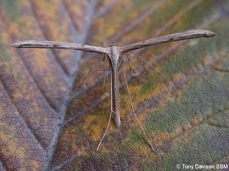 Emmelina monodactyla
