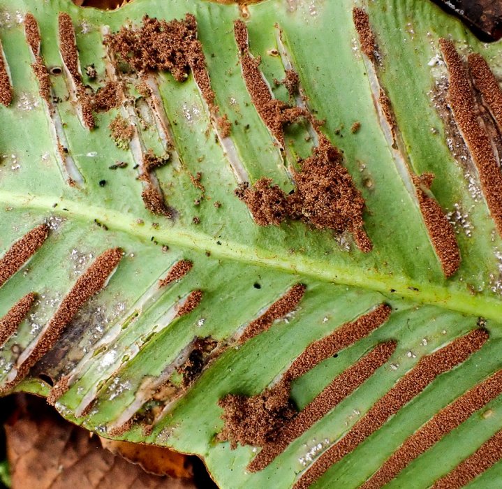 Psychoides filicivora