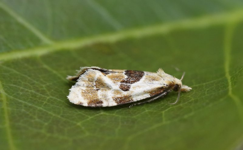 Aethes rubigana