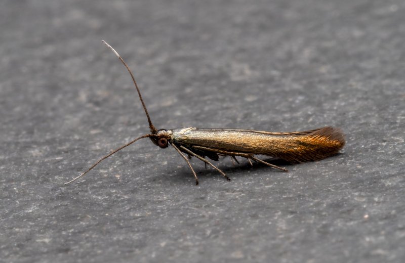 Coleophora deauratella - 10th August 2026 - Chellaston - Richard Pittam