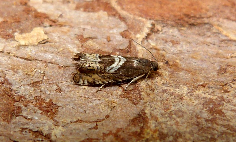 Grapholita jungiella