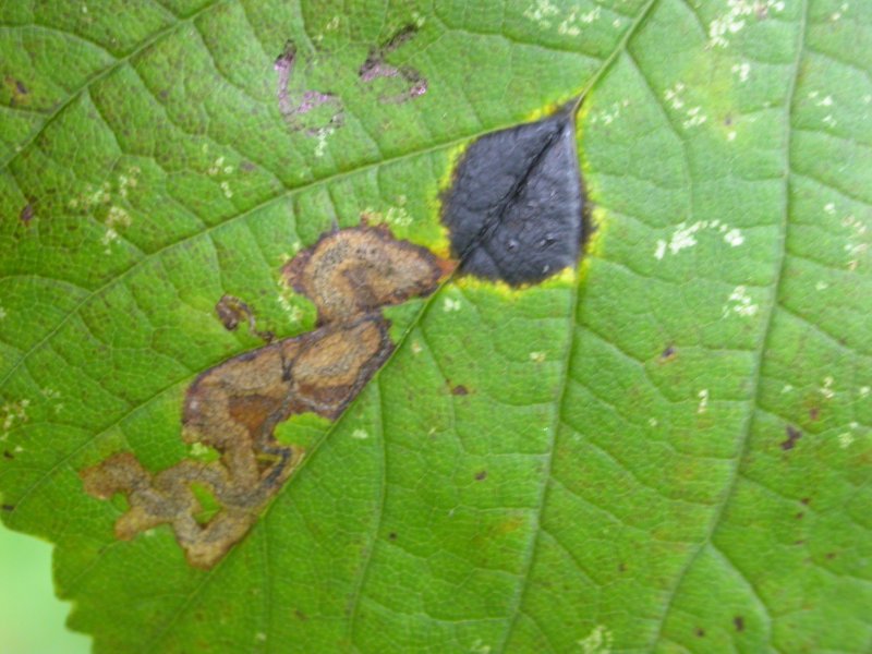 Stigmella speciosa