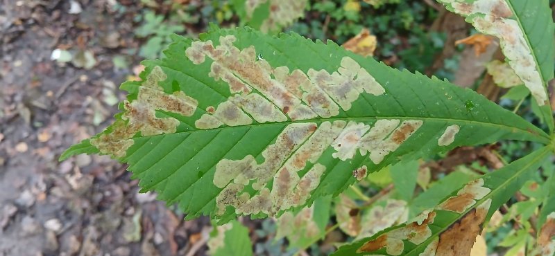 Cameraria ohridella
