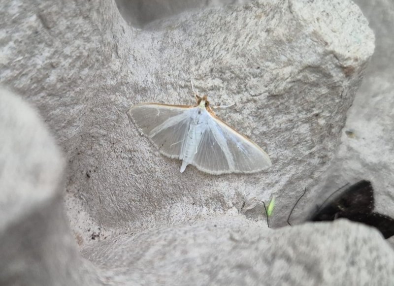 Palpita vitrealis